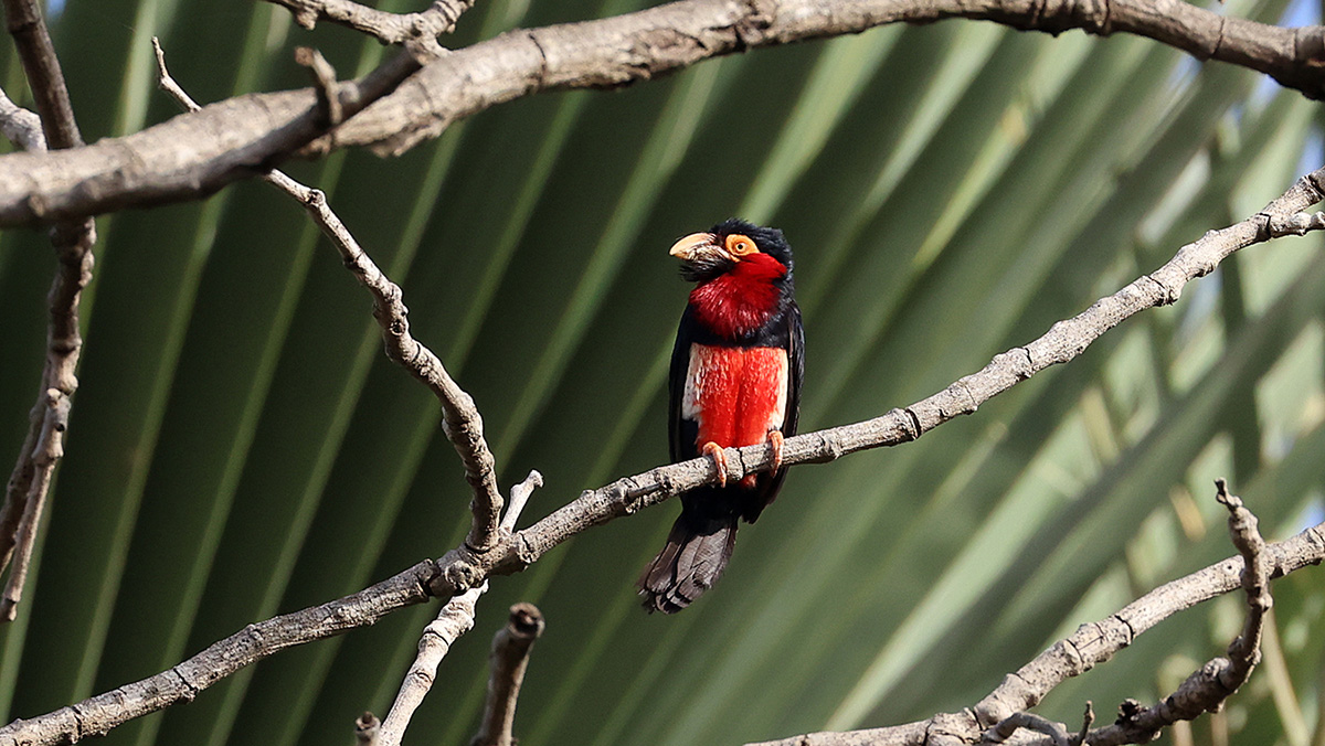 Bearded Barbet